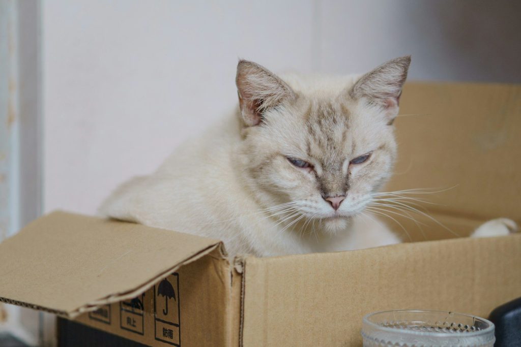 A light-colored cat sits in a cardboard box.