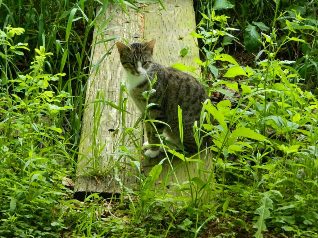 a cat standing on a tree stump in a forest