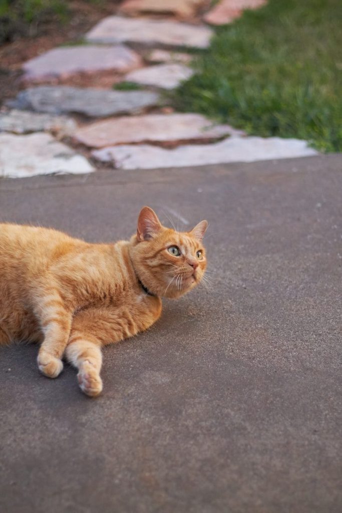 An orange cat lies on a concrete path.