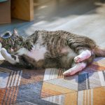 A cat laying on the floor playing with a stuffed animal