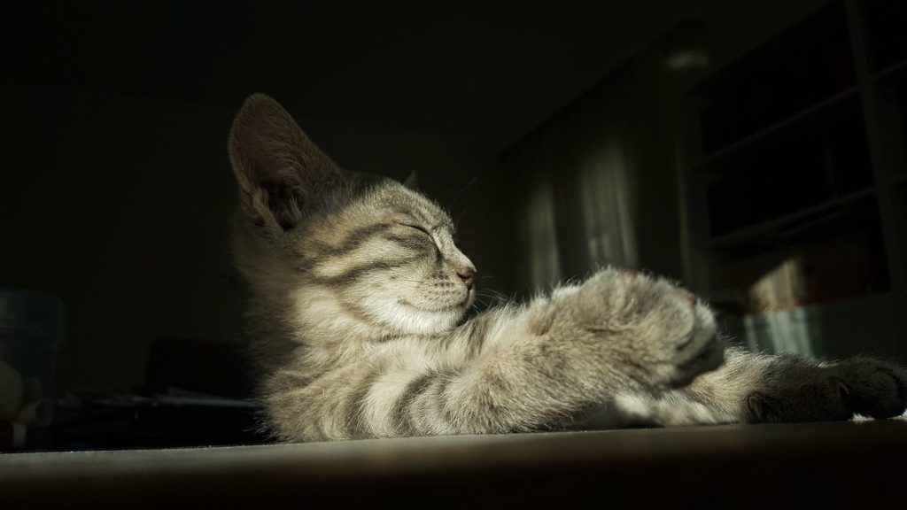 brown tabby cat lying on floor