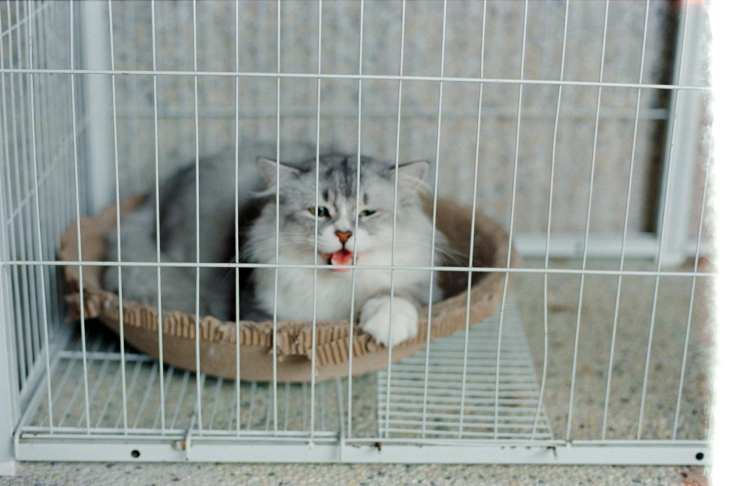 A fluffy cat lounges in a cage.