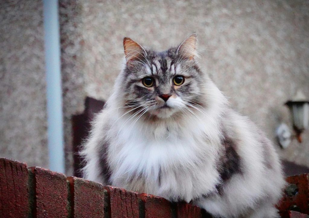 a grey and white cat sitting on top of a wooden fence