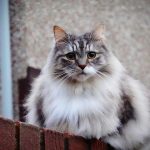 a grey and white cat sitting on top of a wooden fence