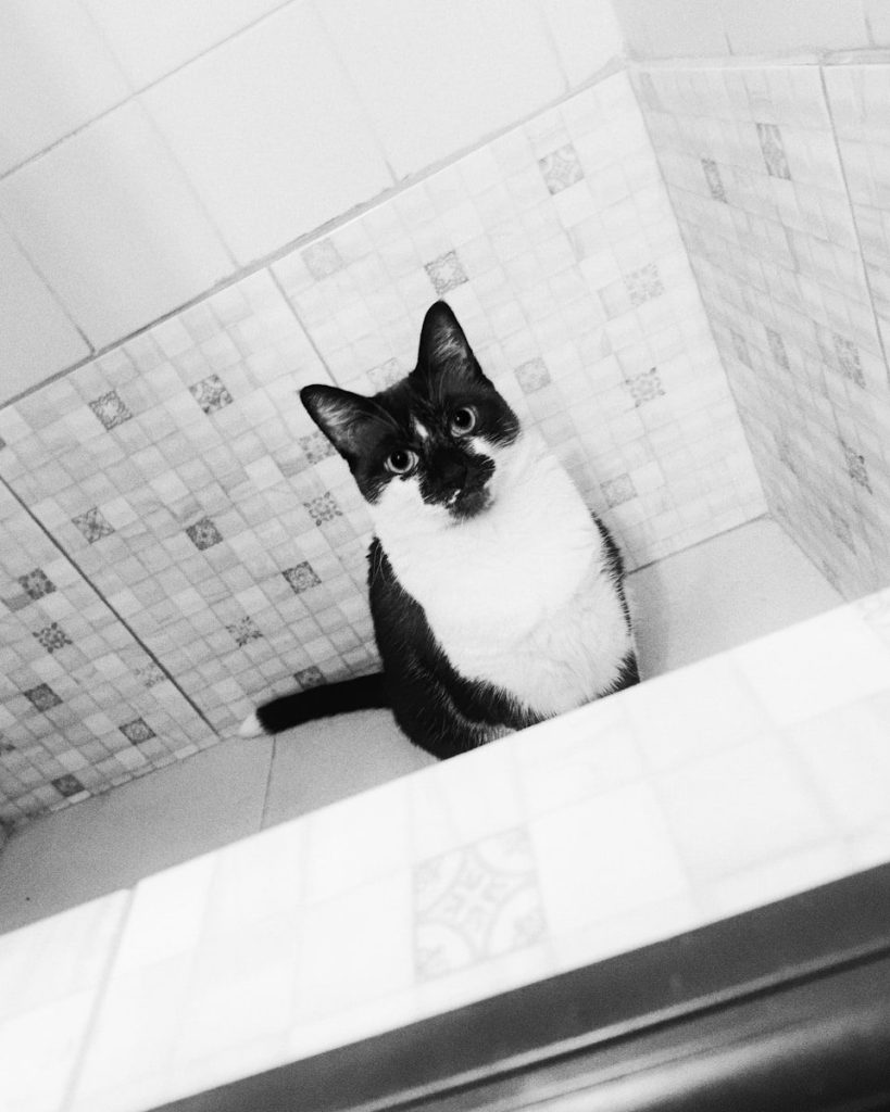 A curious cat poses in the bathroom.