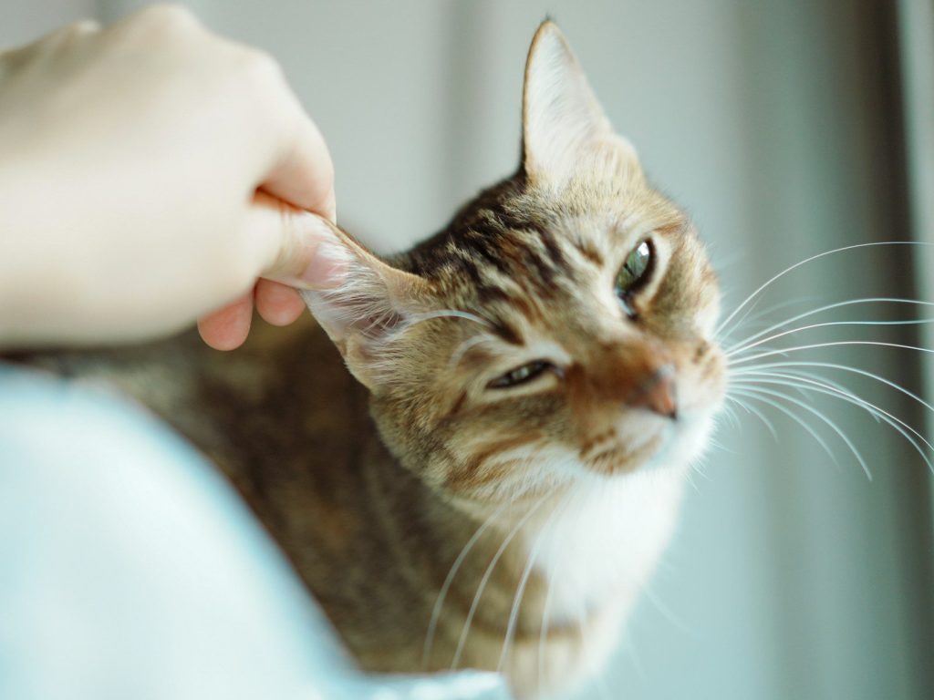A hand gently scratches a tabby cat's ear.