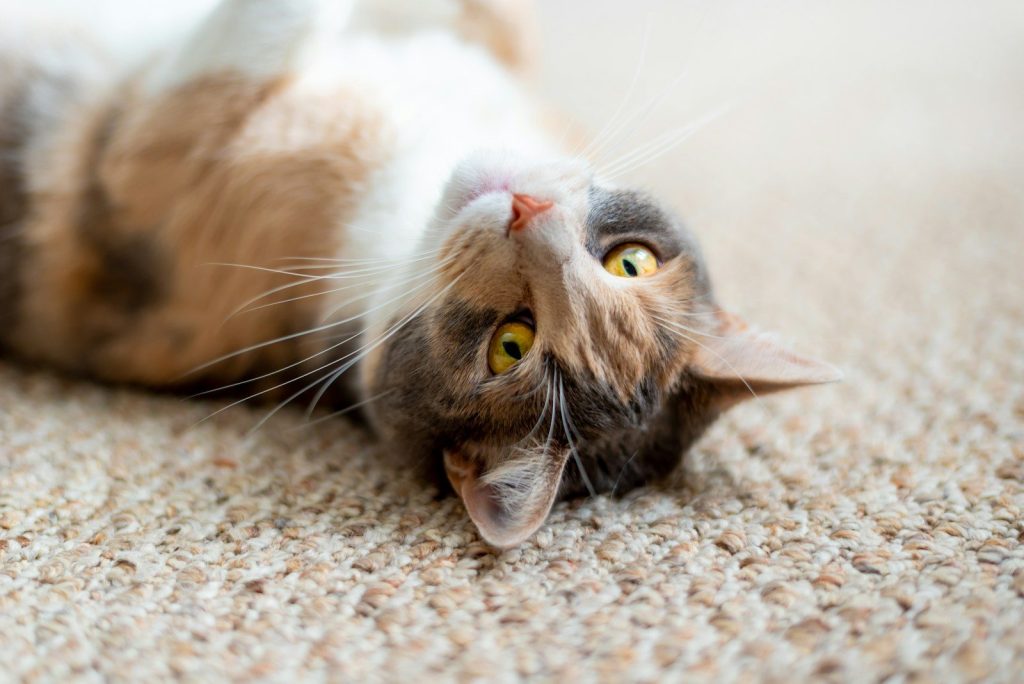white and brown cat lying on white textile