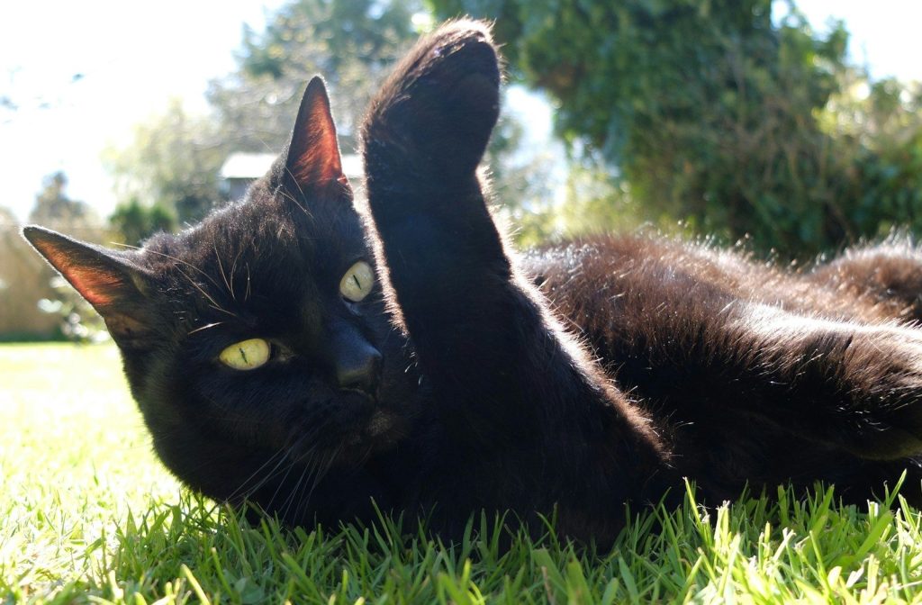 black cat lying on green grass during daytime