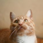 orange tabby cat