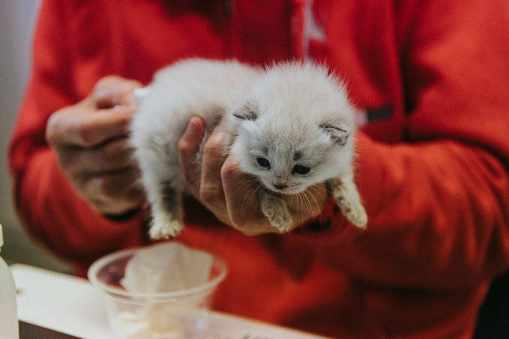 a person holding a small kitten in their hands