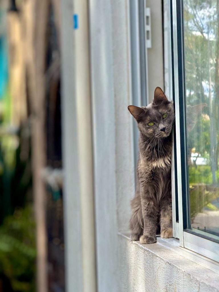 A grey cat sits on a windowsill looking out.