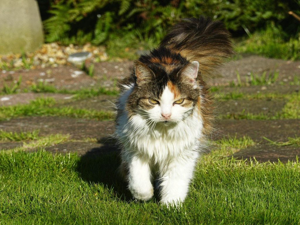 A calico cat walks on grass in sunlight.