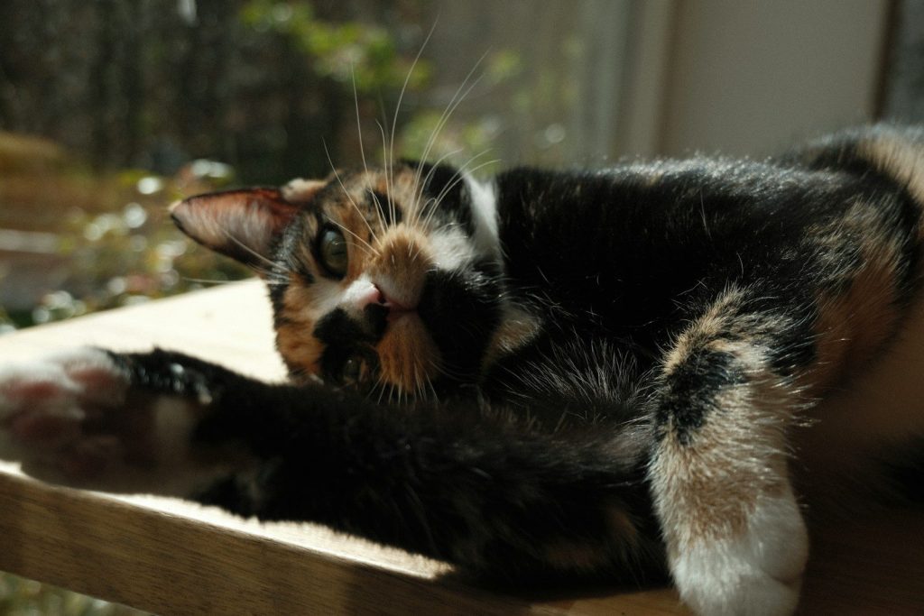 a cat laying on top of a wooden table