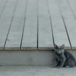 short-fur gray kitten