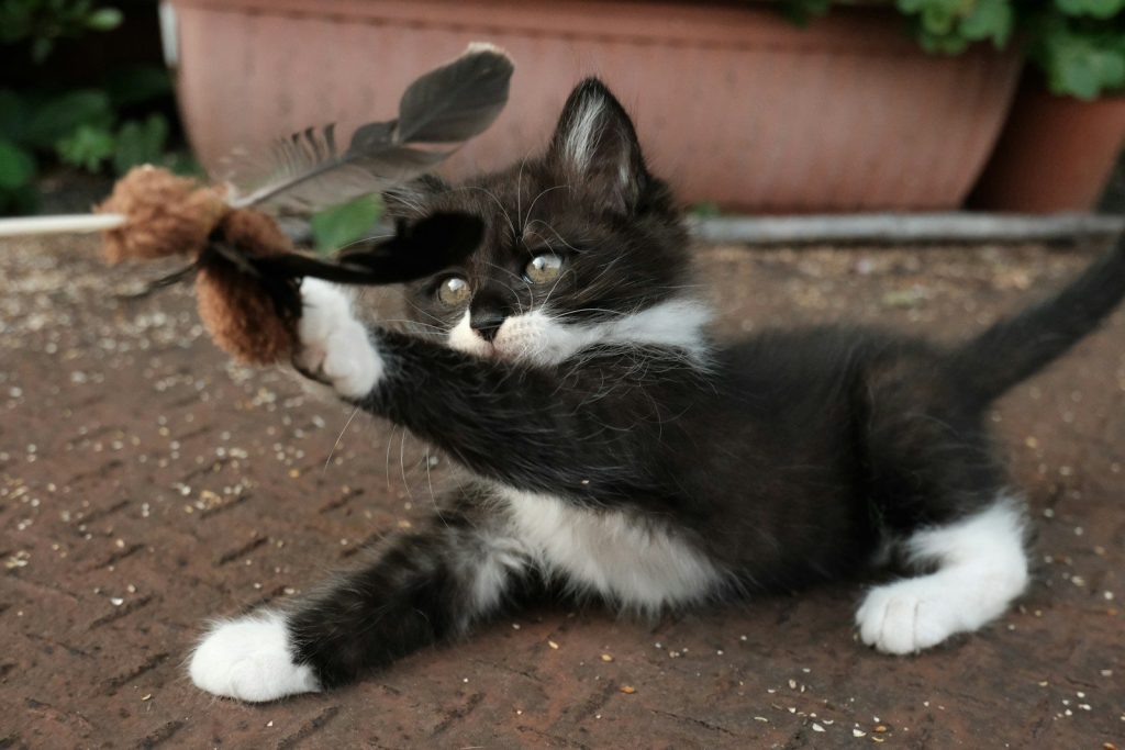 Kitten plays with a feather toy.