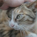 A hand is petting a beautiful cat.