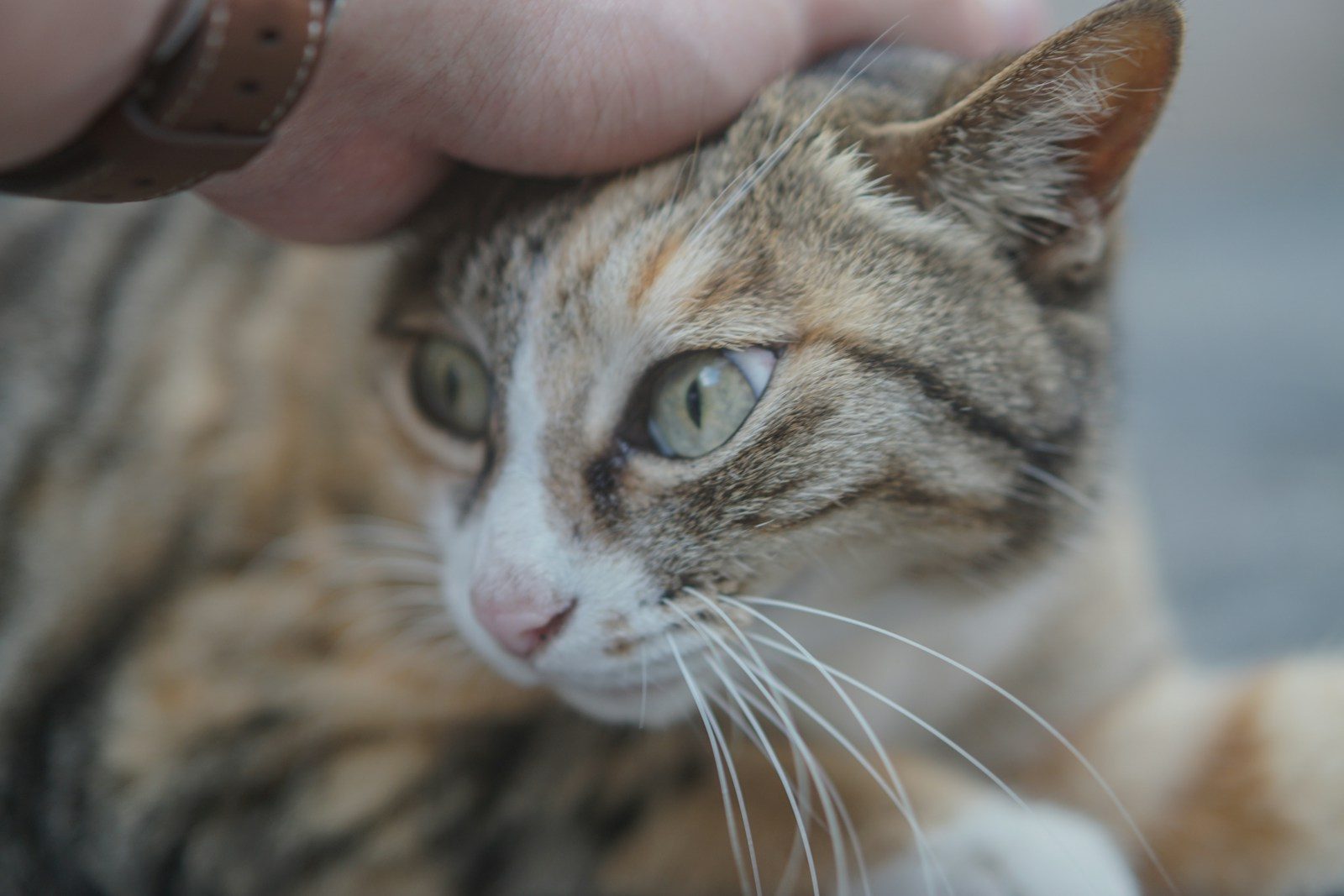 A hand is petting a beautiful cat.