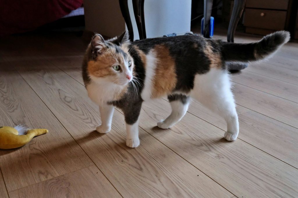 A calico cat stands on a wooden floor.