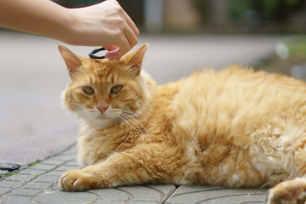 a cat laying on the ground being petted by a person