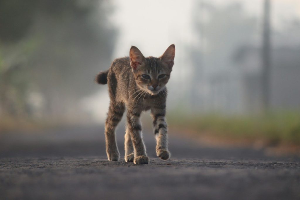 brown tabby cat walking on gray concrete road during daytime