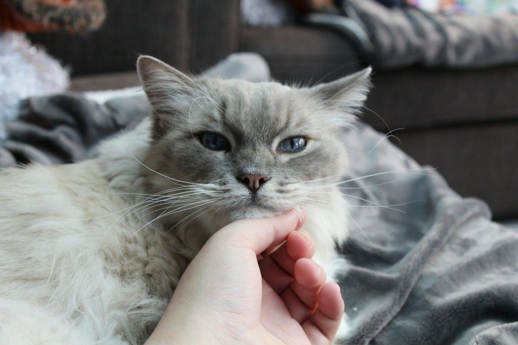 short-coated gray cat