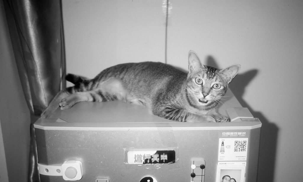 A tabby cat rests on top of a machine.