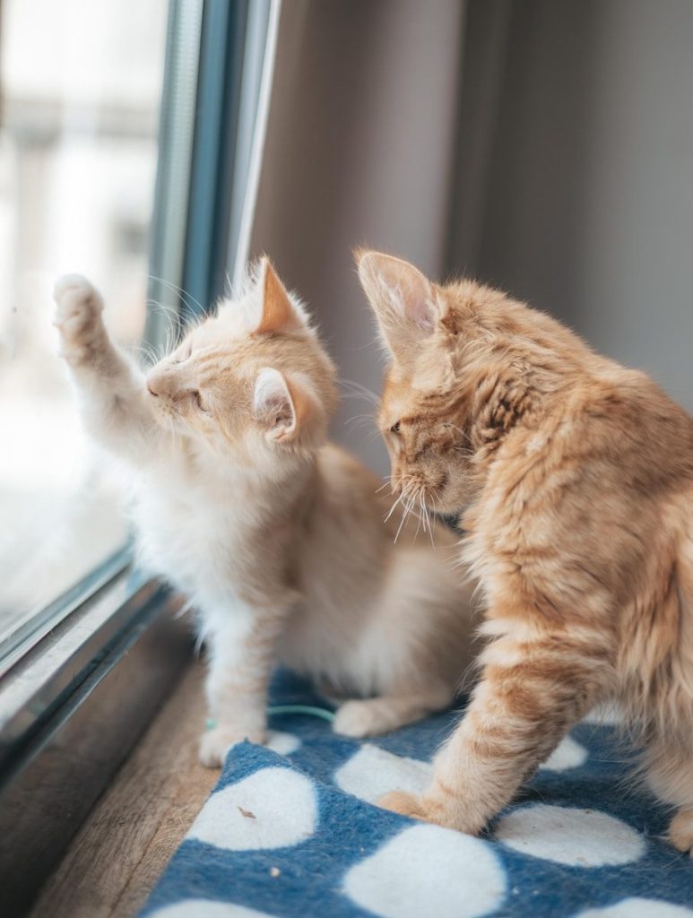 Two orange kittens looking out a window.