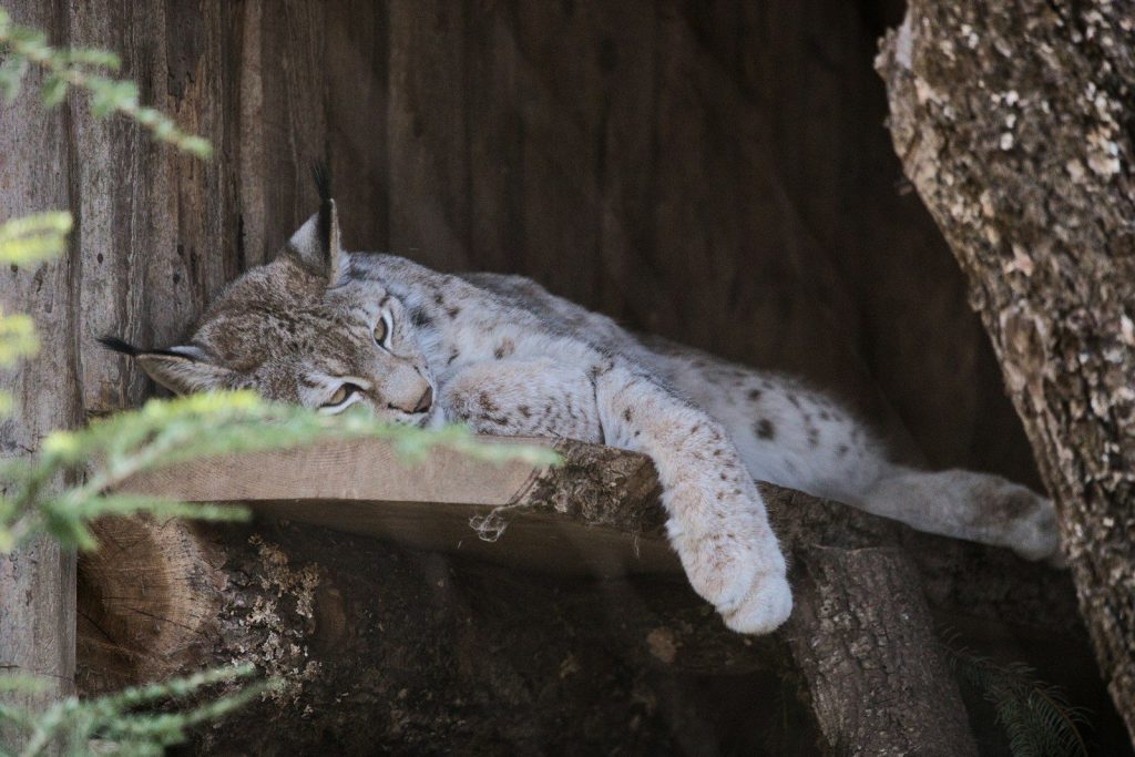 A lynx sleeping peacefully on a wooden ledge.