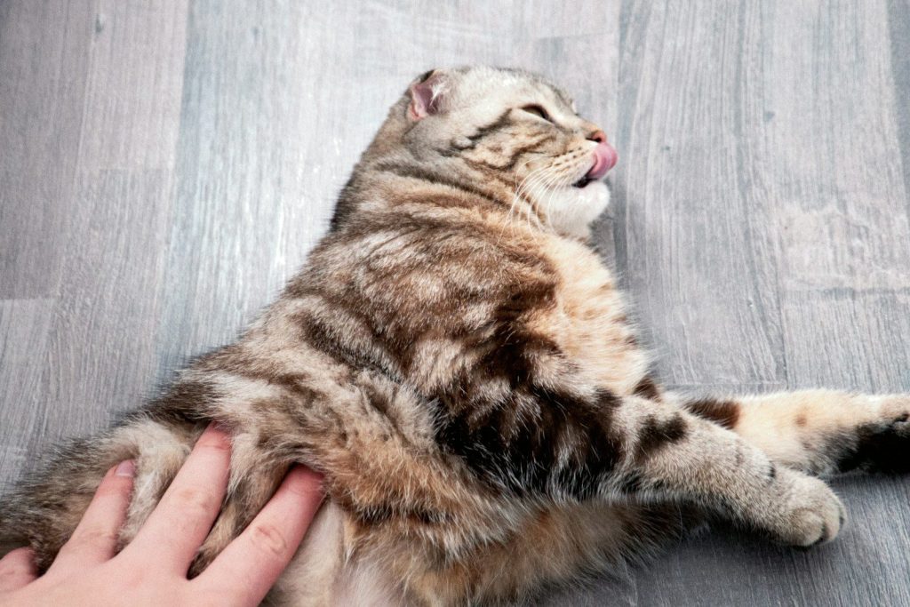 A tabby cat lying on a wooden floor being petted