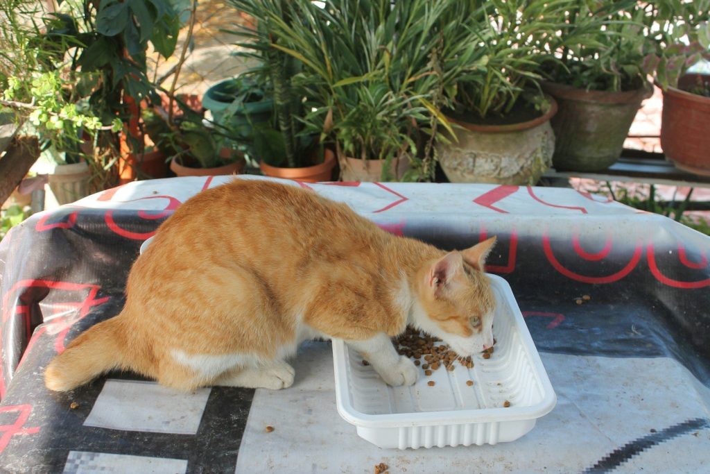 an orange and white cat eating out of a white dish