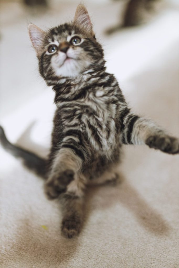 black and white tabby cat