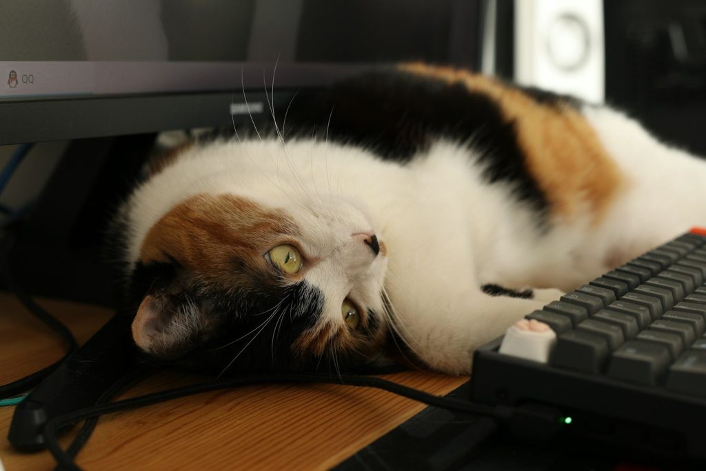 A calico cat rests by a computer keyboard.