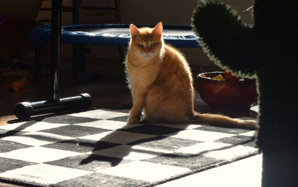 A cat sitting on a checkered rug next to a cactus