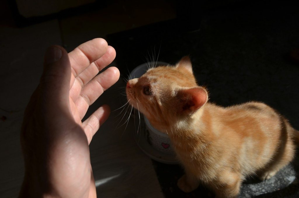 a small orange kitten standing next to a person's hand