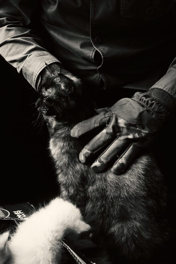 a person wearing gloves petting a cat