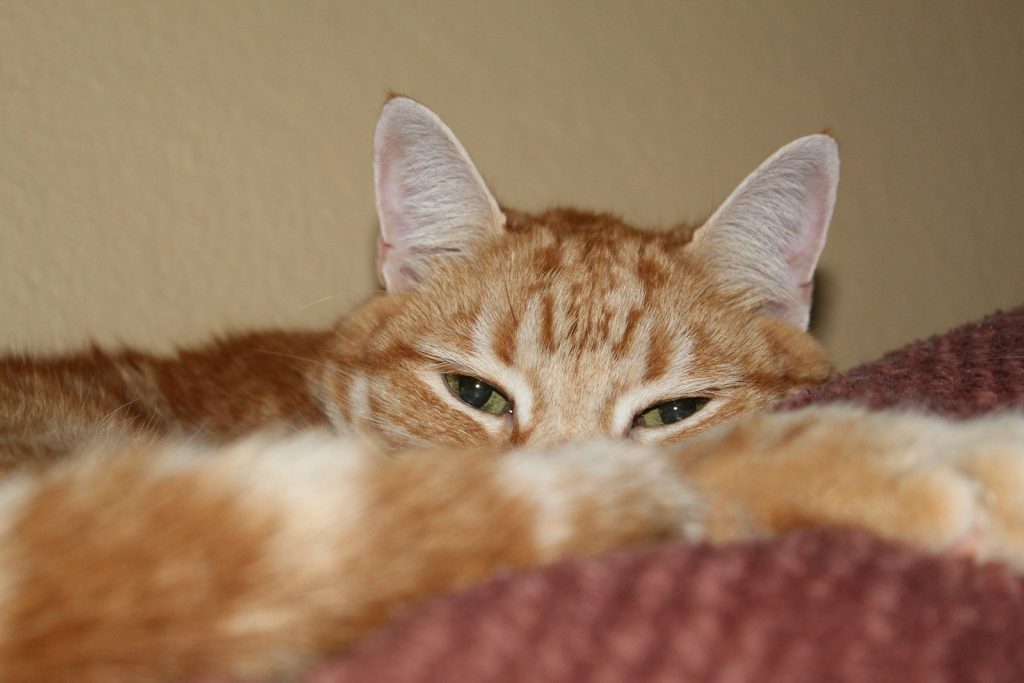 a close up of a cat laying on a bed