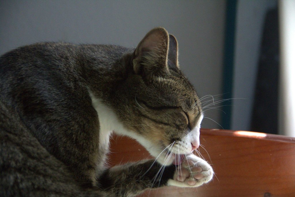 A cat sitting on top of a wooden table