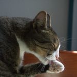 A cat sitting on top of a wooden table