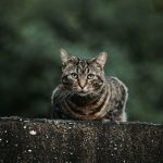 brown tabby cat lying on concrete wall