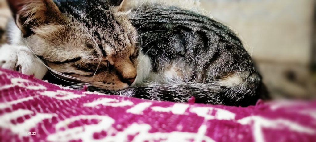 a cat is sleeping on a pink blanket