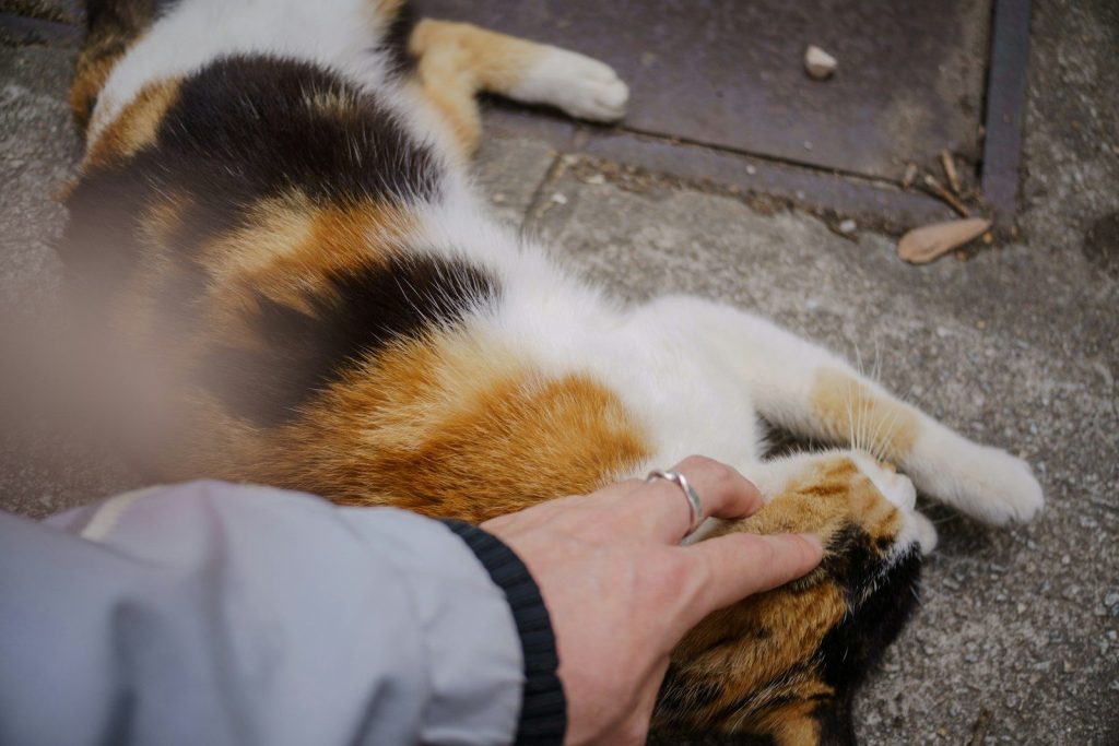 A person pets a cute, relaxed calico cat.