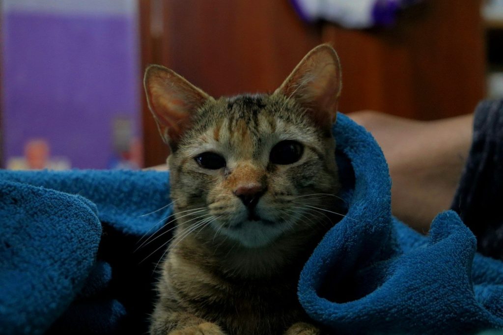 a cat that is laying down under a blanket
