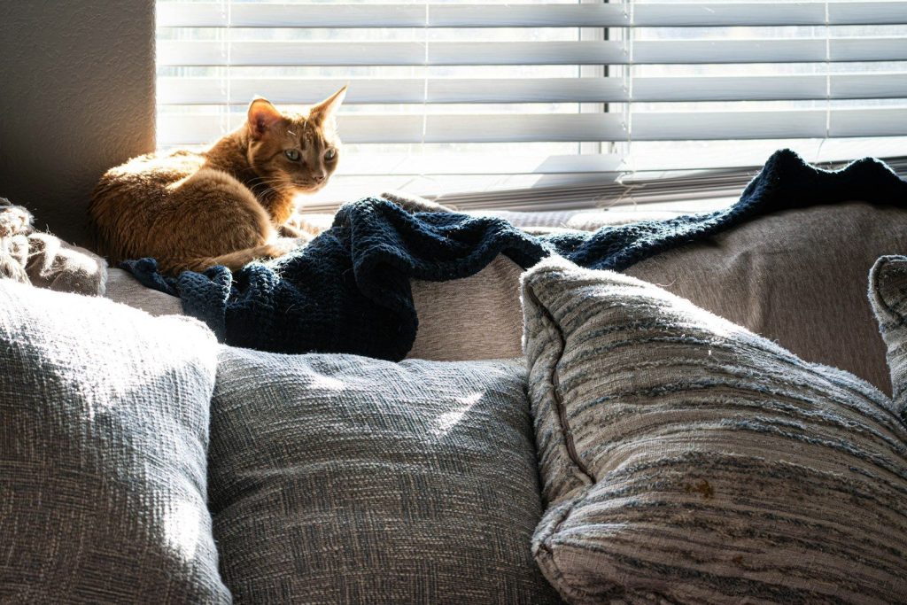 An orange cat sits on a couch near blinds.