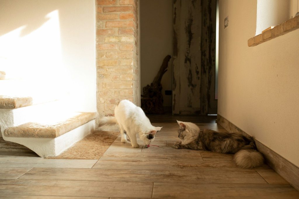 a couple of cats standing next to each other on a wooden floor