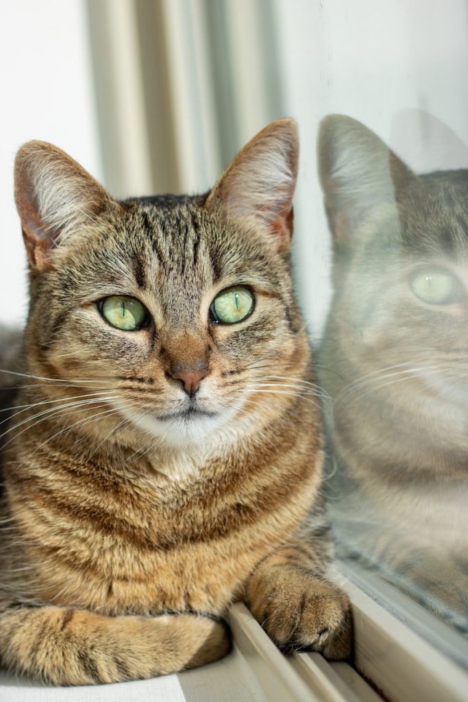 A couple of cats sitting on top of a window sill