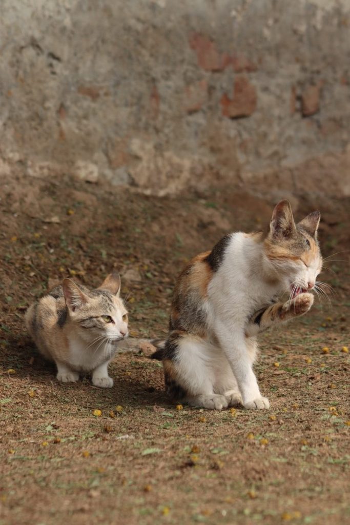 A couple of cats standing on top of a dirt field