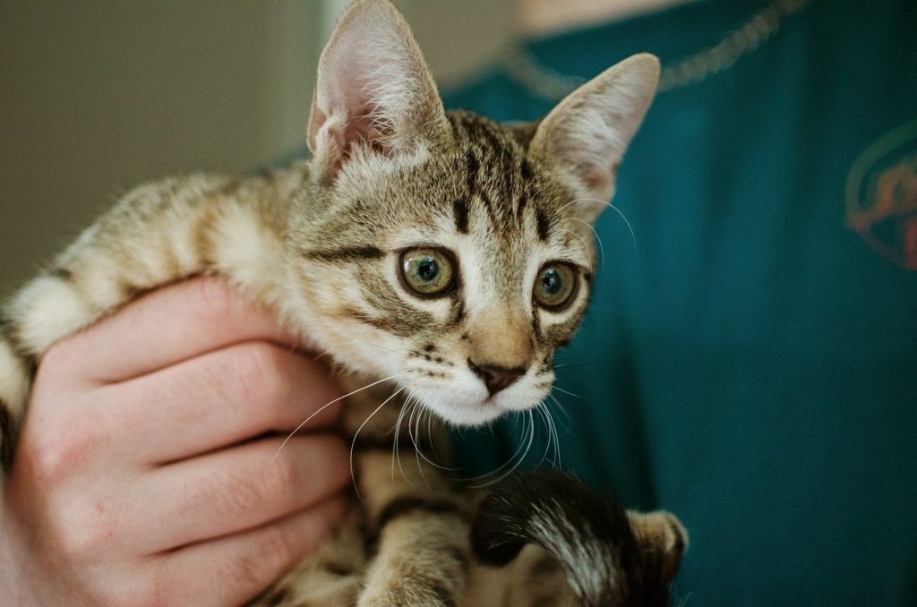 person holding silver tabby cat