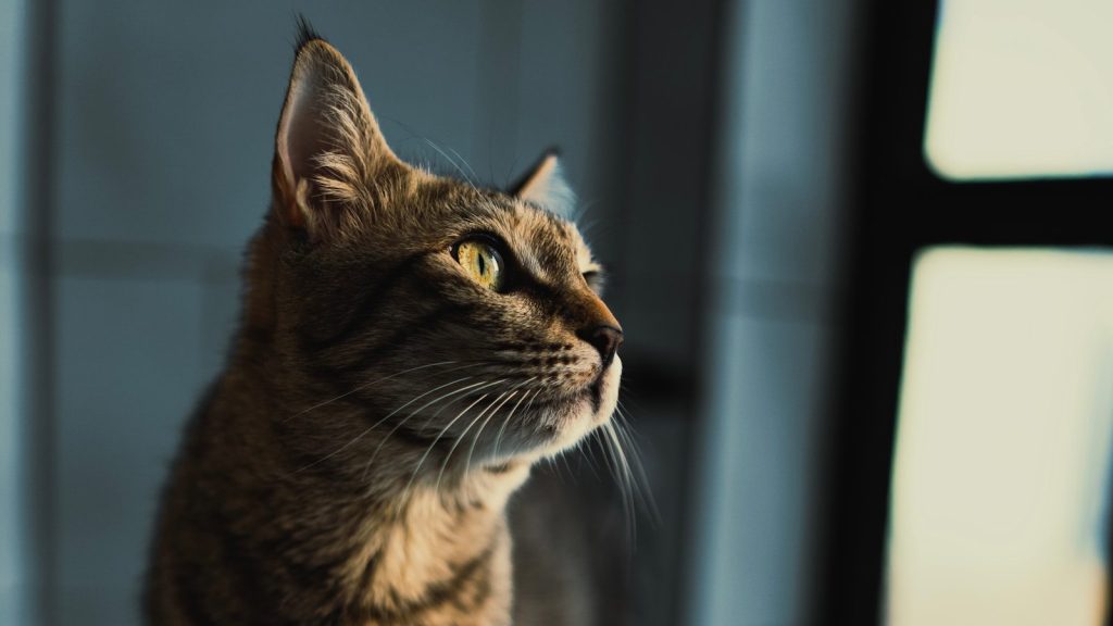 a close up of a cat looking off into the distance