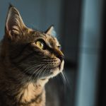 a close up of a cat looking off into the distance
