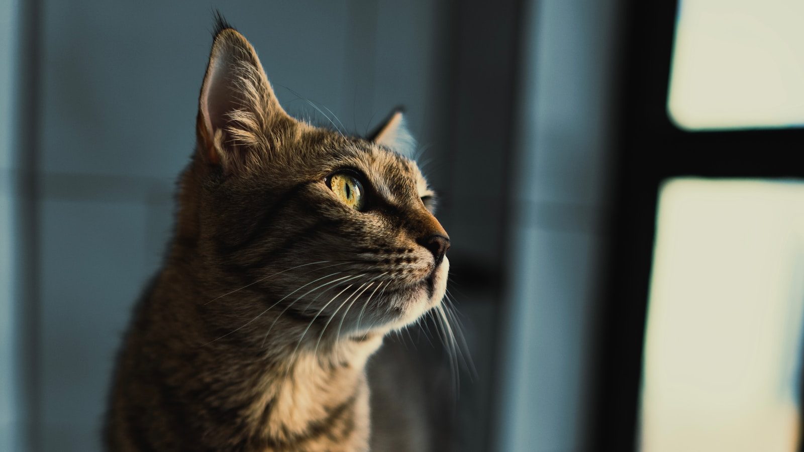 a close up of a cat looking off into the distance